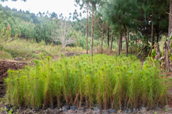 raleigh tanzania reforestation seedlings