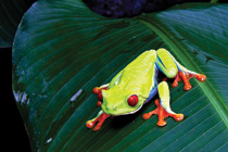 tread-tree-frog