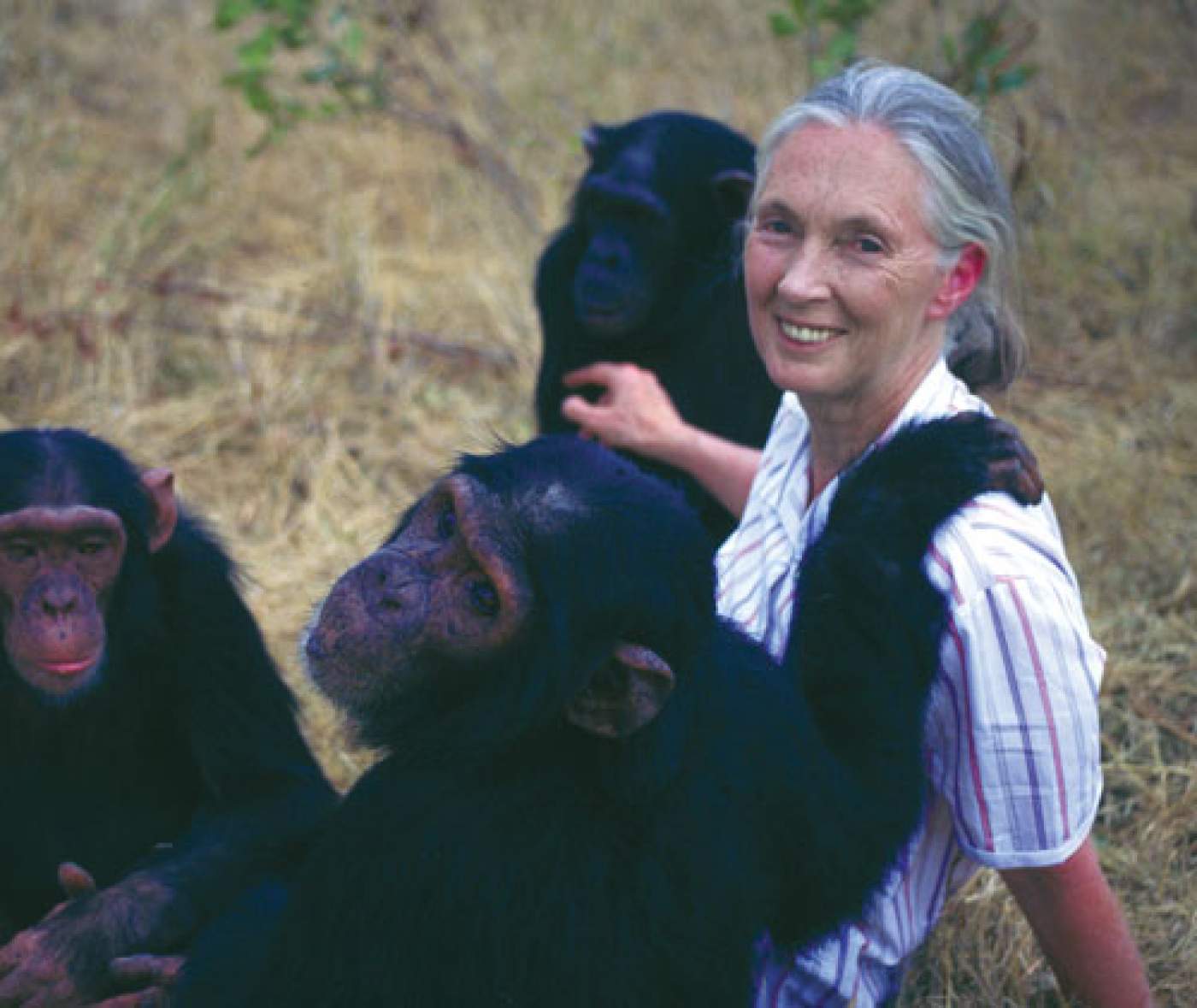 The Irrepressible Dr. Jane Goodall
