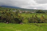 Rice fields in west Bali.