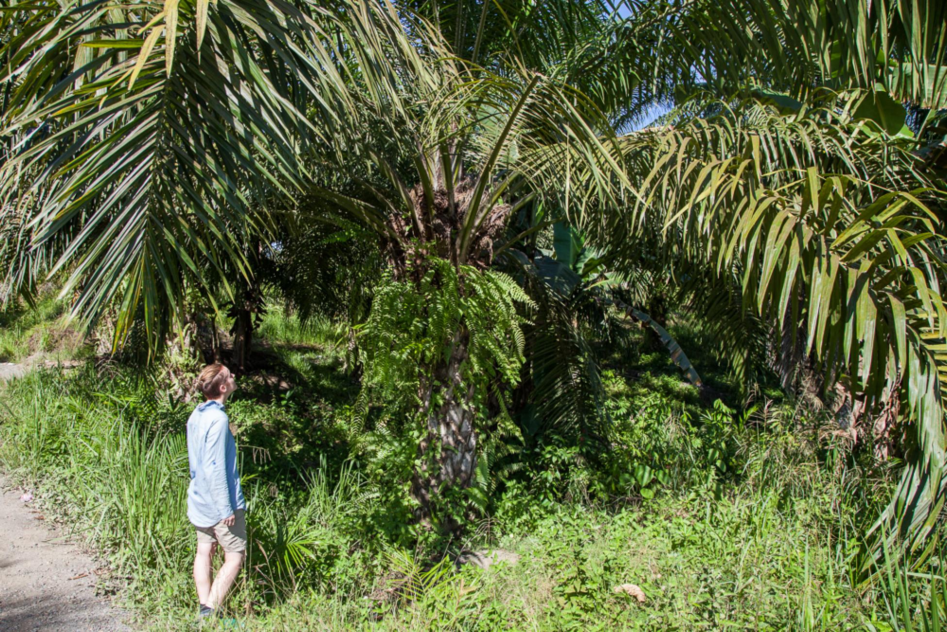 Palm oil trees will fruit for 30 years, providing a much needed income for some of the poorest parts of Malaysia.