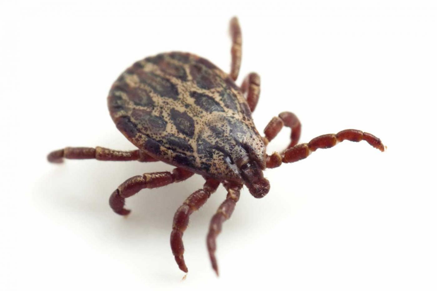Out For Blood: Preventing Tick Bites