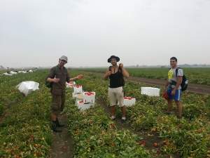 Taylor&#039;s partner, Richy, and two other pickers on the tomato farm. 