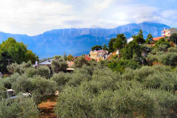 Farm Hands: Raising &quot;Fearless Vegetables&quot; on a Spanish Biodynamic Farm