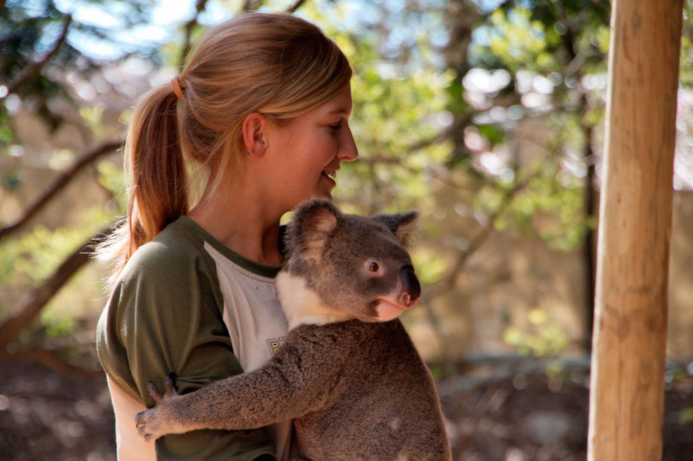 The opportunity to snuggle koalas is just one bonus of a working holiday in Australia. 