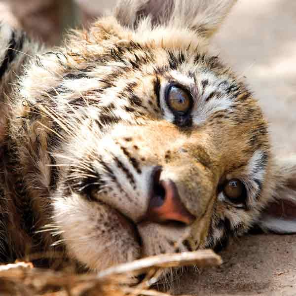 Taming the Tiger: Inside Thailand&#039;s Tiger Temple