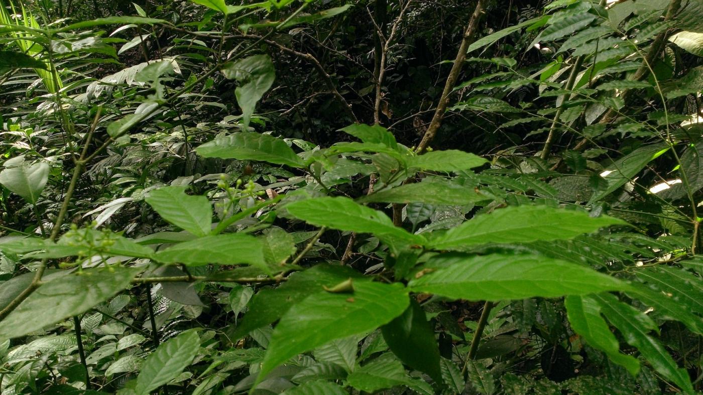 Identifying Plants in Panama