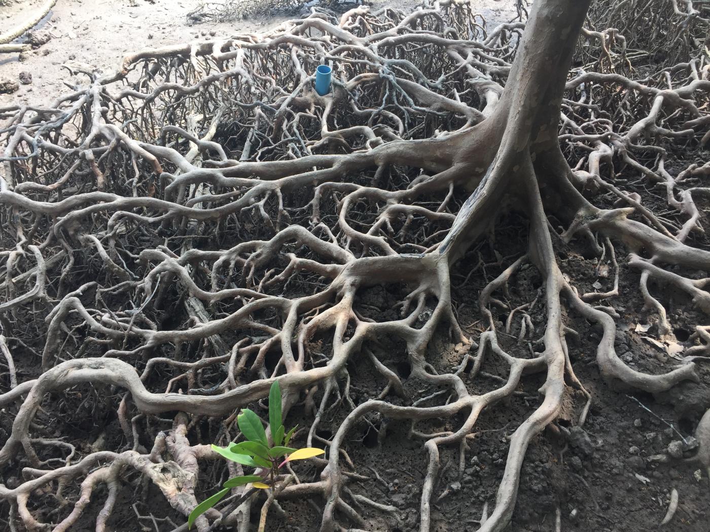 The roots of a mangrove.