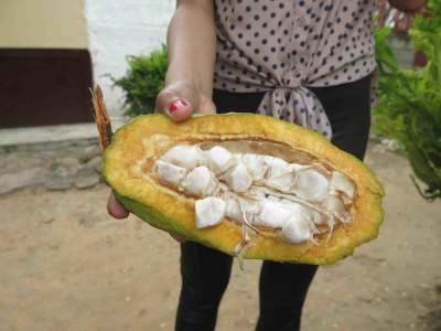 A cocoa pod in Colombia.