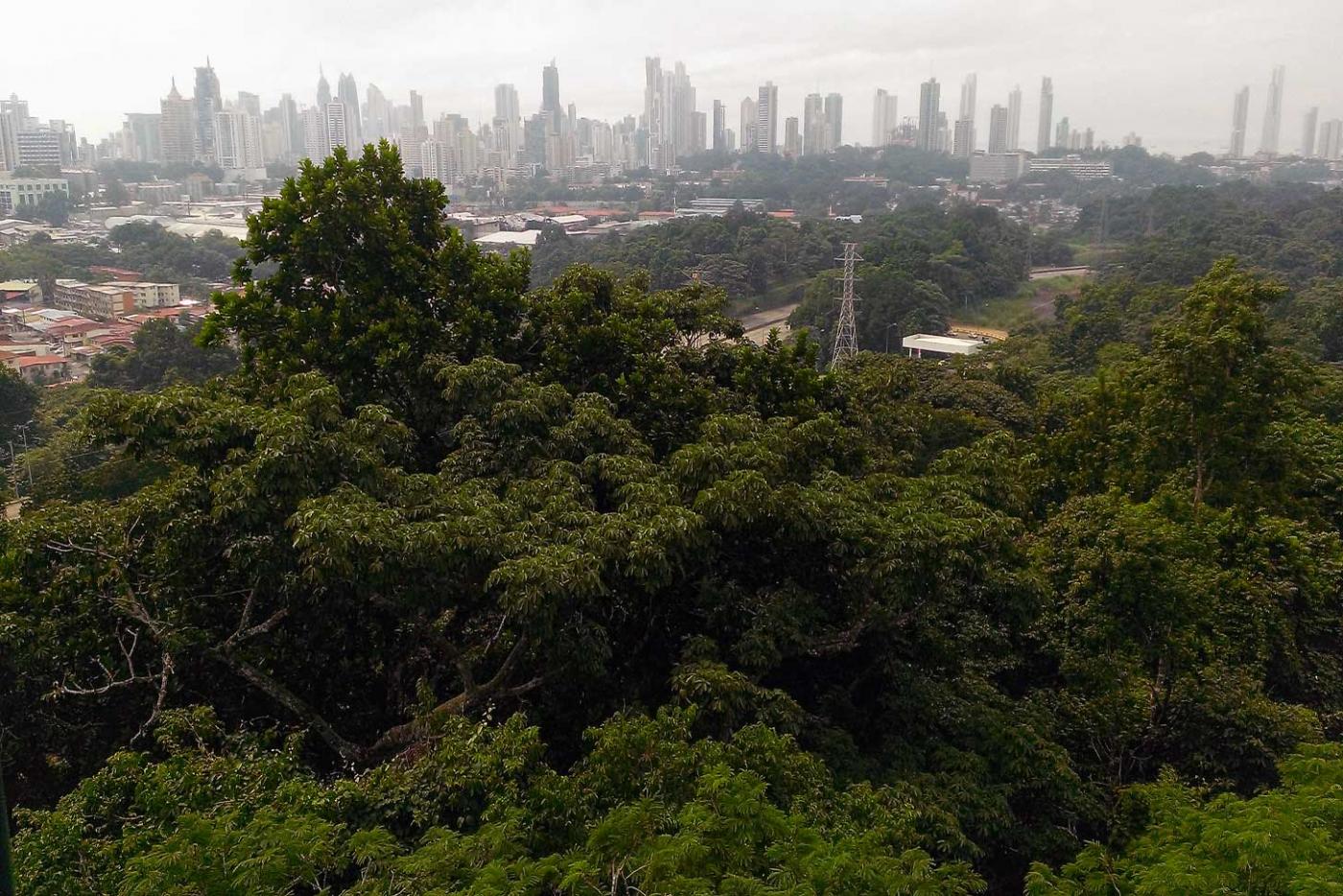  Aerial view of the tropical forest of Parque Metropolitano and downtown Panama City.