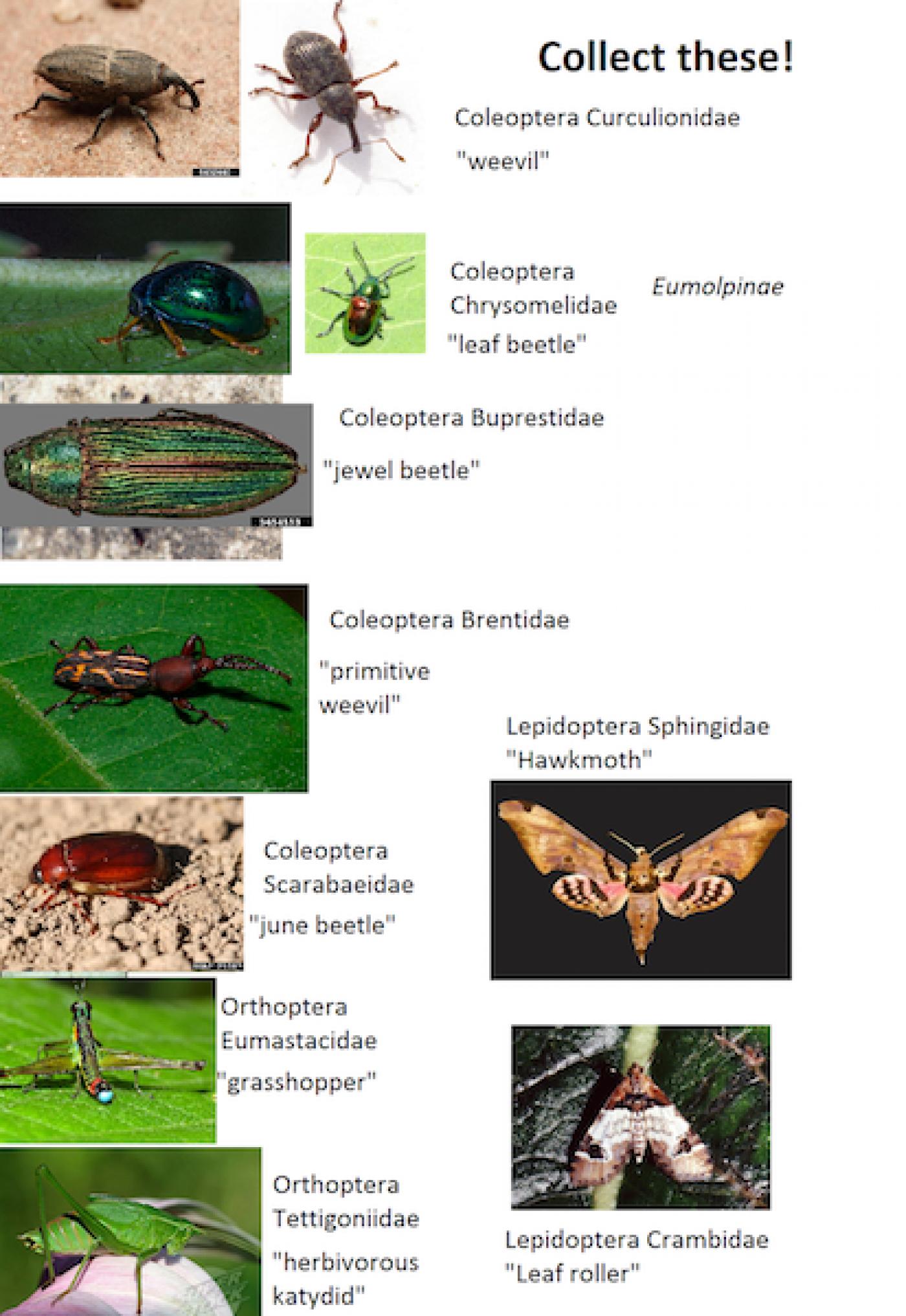 Studying Insects in Panama