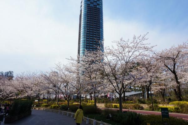 Cherry blossoms in full bloom at Ark Hills in Tokyo.