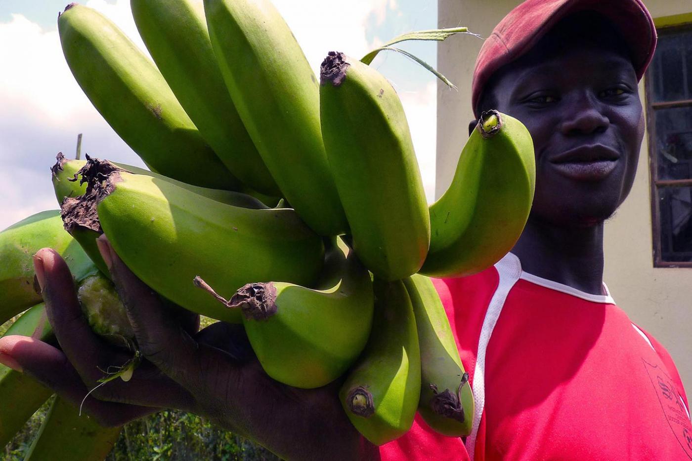 A Ugandan man harvests &quot;matooke&quot; - known as &#039;food banana&#039; - from his garden in southwestern Uganda.