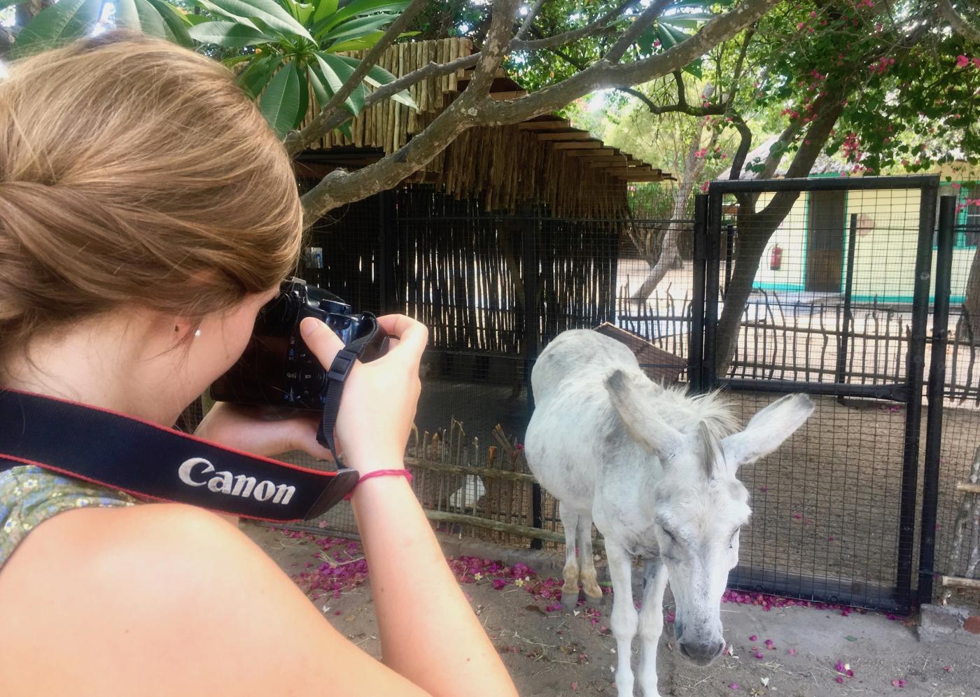 Amelia takes a photo of Eeyore the donkey, an animal in DAKTARI&#039;s wildlife orphanage.