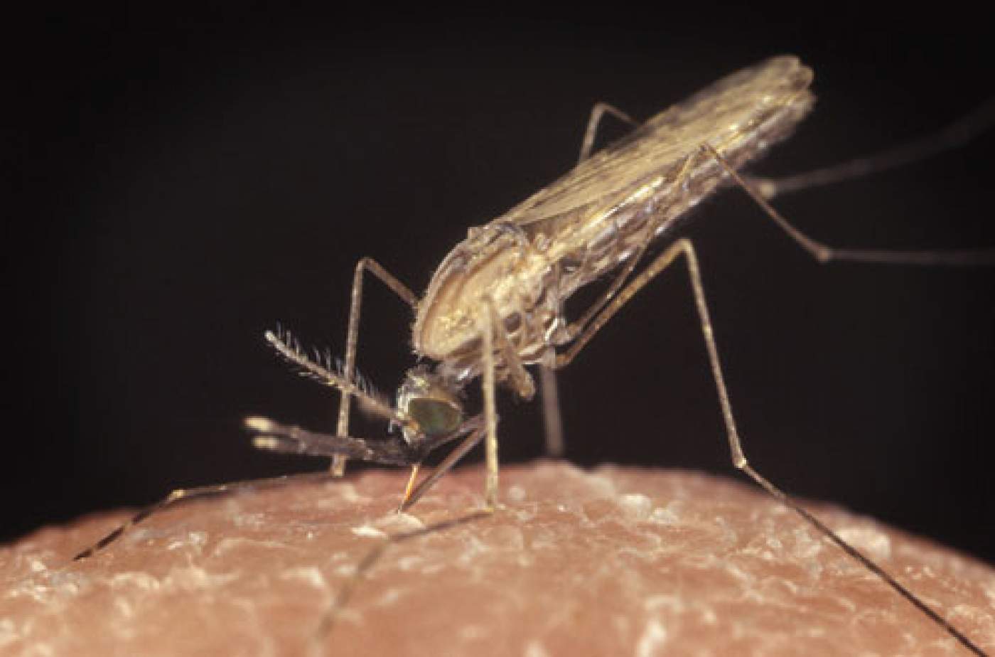 Malaria: The Goods on Bad Air
