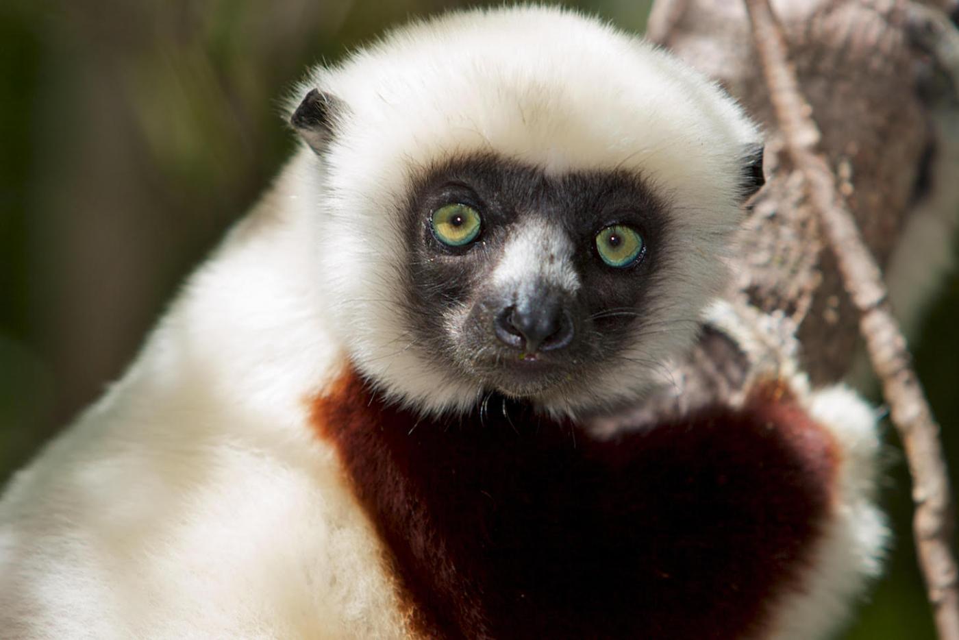 Are We Saying Goodbye to Madagascar&#039;s Lemurs?