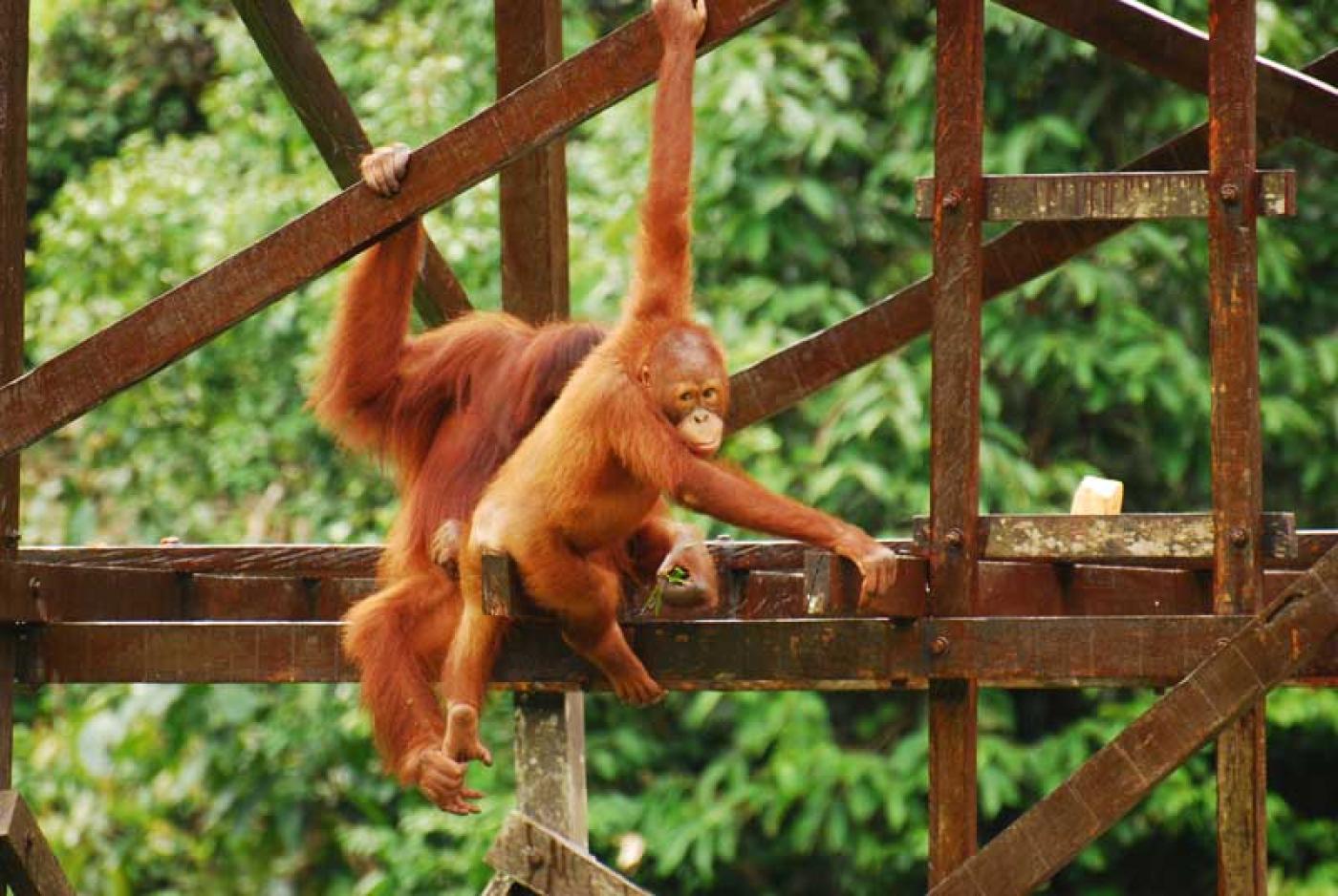 A day in the life of a volunteer at The Great Orangutan Project