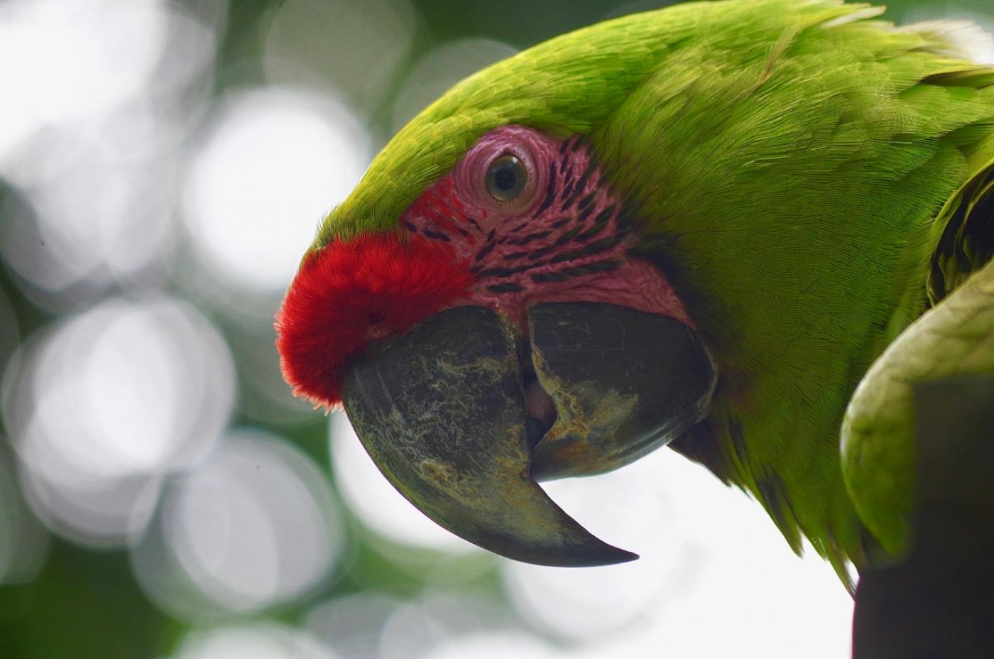 Bringing Great Green Macaws Back from the Brink