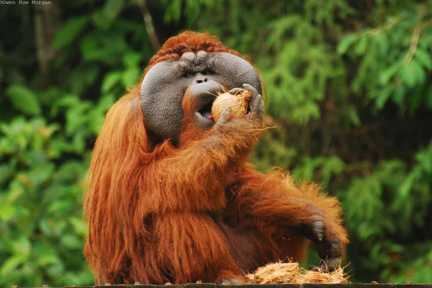 Join the Great Orangutan Project for the absolute adventure of a lifetime!