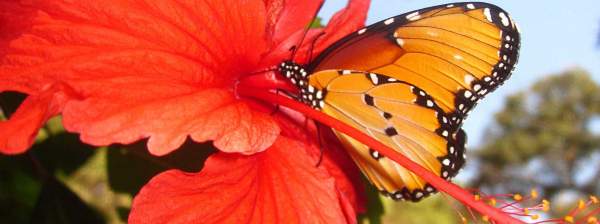 Butterfly Farming: Giving them Wings